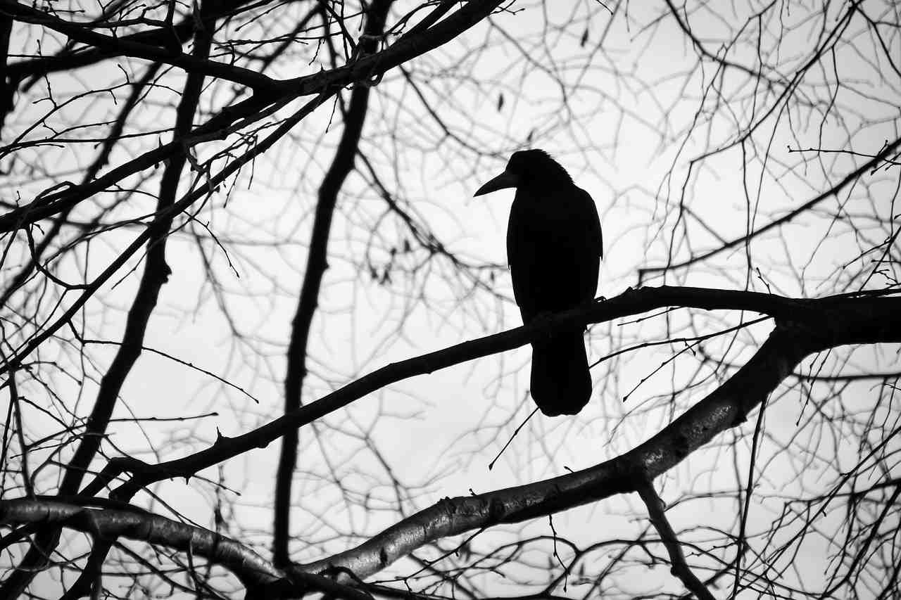 oiseau, arbre, noir et blanc